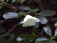 Album (3) [Род рододендрон – Rhododendron L.]