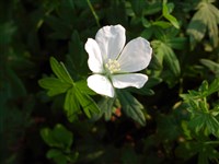 Album (1) [Род герань – Geranium L.]