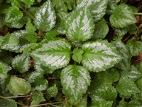 Album [Род яснотка – Lamium L.]