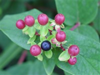 Albury Purple [Род зверобой – Hypericum L.]