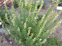 Albus [Род иссоп – Hyssopus L.]