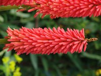 Alcazar [Род книфофия (книпхофия, тритома) – Kniphofia Moench]