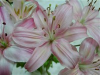 Alibi [Род лилия – Lilium L.]