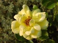 Allgold [Род роза (шиповник) – Rosa L.]