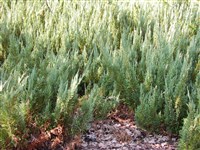 Alpina [Род можжевельник – Juniperus L.]