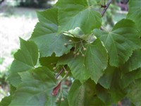Ampelophylla [Род липа – Tilia L.]