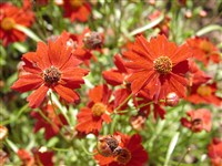 Amulet [Род кореопсис (ленок) – Coreopsis L.]