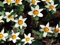 Ancilla [Род тюльпан – Tulipa L.]