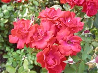 Andalusien [Род роза (шиповник) – Rosa L.]
