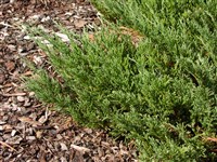 Andorra Compact [Род можжевельник – Juniperus L.]