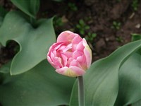 Angelique [Род тюльпан – Tulipa L.]