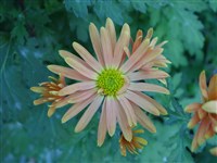 Apollo [Род дендрантема – Dendranthema (DC.) Desmoul]