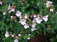 Apple Blossom [Род диасция – Diascia Link et Otto]