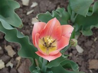 Apricot Beauty [Род тюльпан – Tulipa L.]