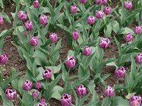 Arabian Mystery [Род тюльпан – Tulipa L.]