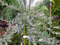 Argentea [Род ива – Salix L.]