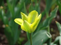 Arlekin [Род тюльпан – Tulipa L.]