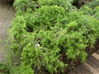 Armstrong Gold [Род можжевельник – Juniperus L.]