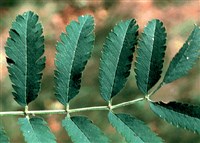 Asplenifolia [Род рябина – Sorbus L.]