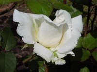 Athena [Род роза (шиповник) – Rosa L.]