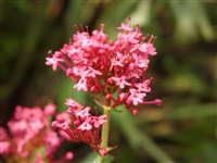 Atrococcineus [Род кентрантус (центрантус) – Centranthus Necker ex DC.]