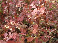 Atropurpurea nana [Род барбарис – Berberis L.]