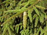 Aureospicata [Род ель – Picea A.Dietr.] (2)