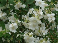 Avalanche [Род чубушник – Philadelphus L.]