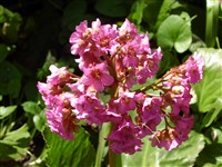 Ballawley [Род бадан – Bergenia Moench]