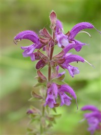 Baumgartenii [Род шалфей (сальвия) – Salvia L.]