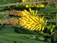 Bee’s Yellow [Род книфофия (книпхофия, тритома) – Kniphofia Moench]
