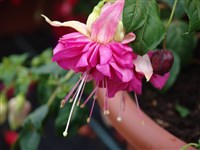 Bella Rosella [Род фуксия – Fuchsia L.]