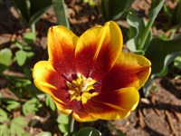Berlioz [Род тюльпан – Tulipa L.]