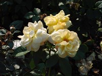 Bernstein Rose [Род роза (шиповник) – Rosa L.]
