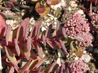 Bertram Anderson [Род хилотелефиум – Hylotelephium H.Ohba]