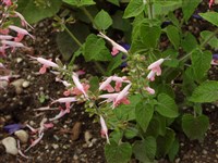 Bicolor (2) [Род шалфей (сальвия) – Salvia L.]