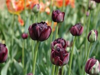 Black Hero [Род тюльпан – Tulipa L.]