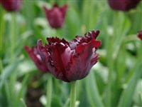 Black Parrot [Род тюльпан – Tulipa L.]