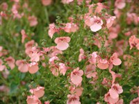 Blacktorn Apricot [Род диасция – Diascia Link et Otto]