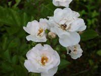 Blanche Double de Coubert [Род роза (шиповник) – Rosa L.]