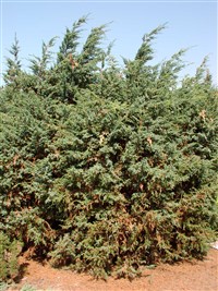 Blue Alps [Род можжевельник – Juniperus L.] (1)
