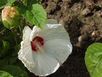 Blue River [Род гибискус – Hibiscus L.]