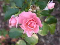 Bluhwander [Род роза (шиповник) – Rosa L.]