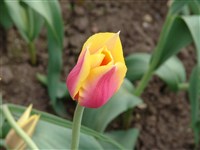Blushing Lady [Род тюльпан – Tulipa L.]