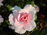 Bonica 82 [Род роза (шиповник) – Rosa L.]