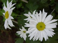 Bonnie Jean [Род дендрантема – Dendranthema (DC.) Desmoul]