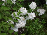 Bouquet Blanc [Род чубушник – Philadelphus L.]