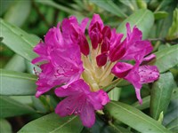 Boursault [Род рододендрон – Rhododendron L.]