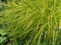 Bowles Golden [Род осока – Carex L.]