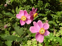 Bowles Pink [Род анемона (ветреница) – Anemone L.]
